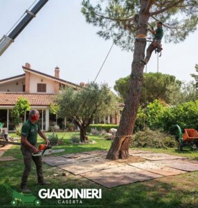 Abbattimento alberi