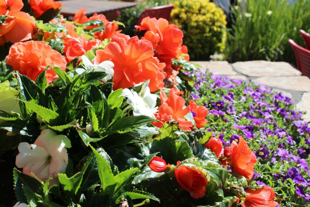 Giardino con aiuole fiorite e prato progettato in provincia di Caserta