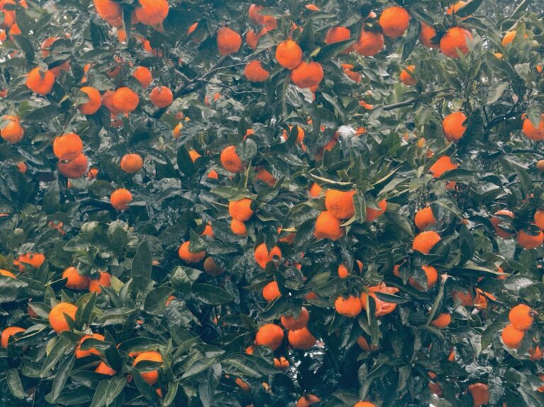 Arancio – guida alla cura