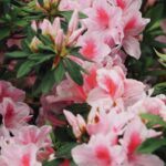 Azalea, camelia, gardenia