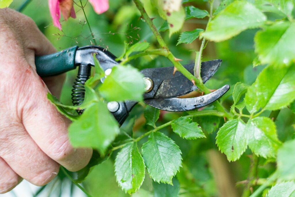 Giardiniere al lavoro sui rami di un albero con le forbici da innesto e potatura, provincia di Caserta