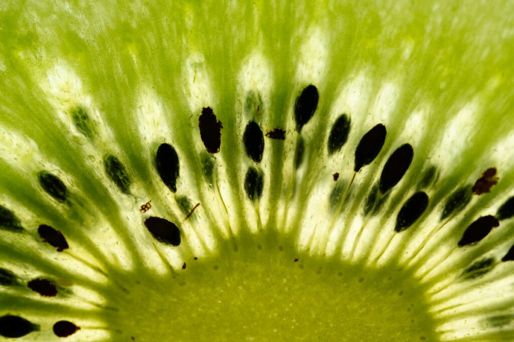 Kiwi (Actinidia deliciosa)