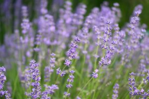 Lavanda