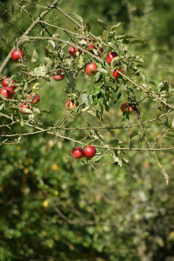 Melo (Malus domestica)