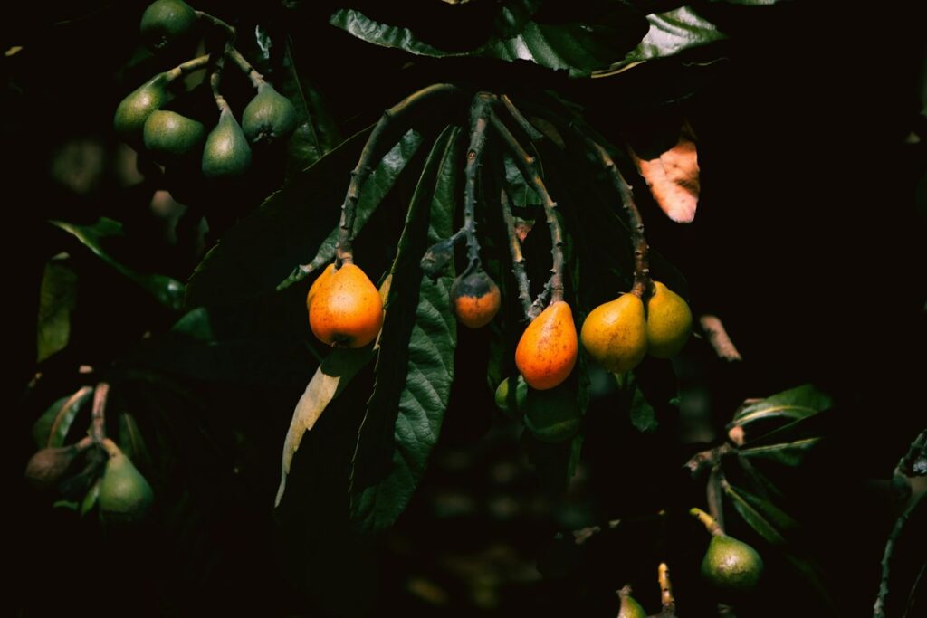 Nespolo del Giappone (Eriobotrya japonica)