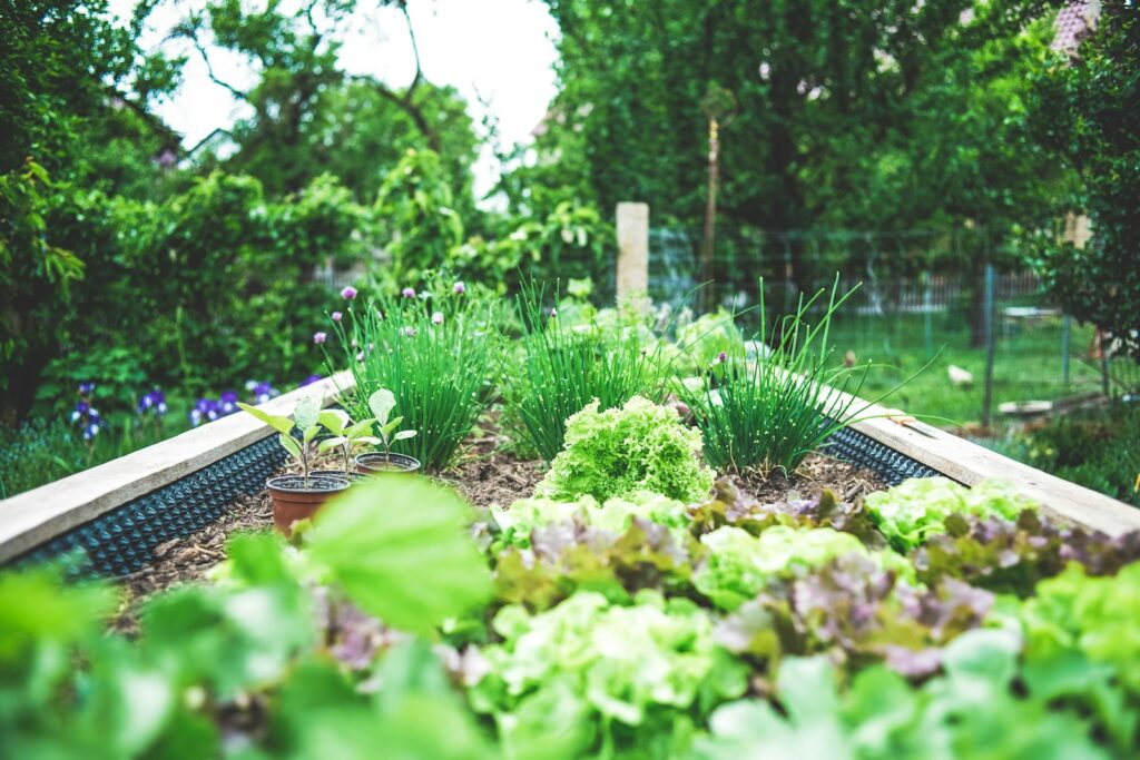 Realizzazione dell’orto in giardino a Caserta – Giardini Fioriti