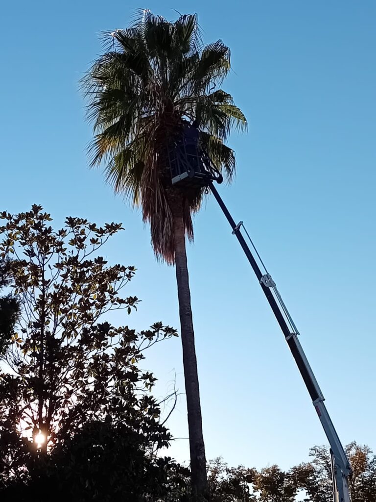 Potatura di una palma alta – Giardini Fioriti, Caserta