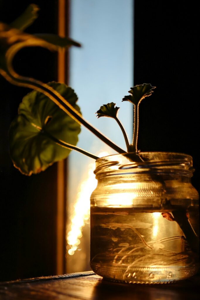 Talea con radici in un barattolo d'acqua, moltiplicazione delle piante