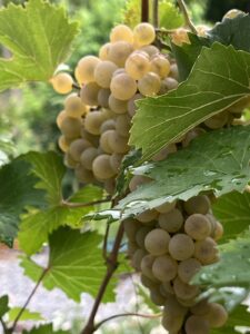 Vite a pergola