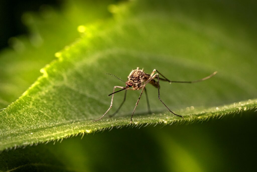 Zanzara su una foglia in un giardino della provincia di Caserta