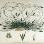 Agrostis stolonifera