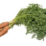 Carota