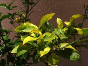 Foglie gialle di limone per clorosi