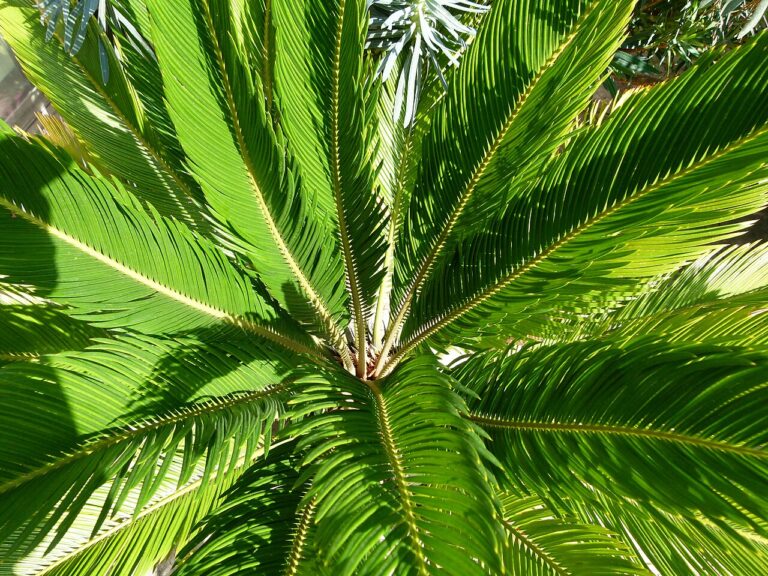 Cycas o palma nana – pianta per aiuola