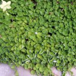 Dichondra
