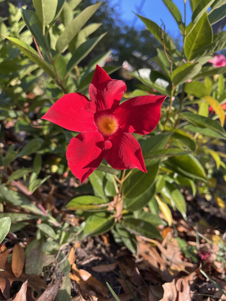 Dipladenia in vaso su terrazzo