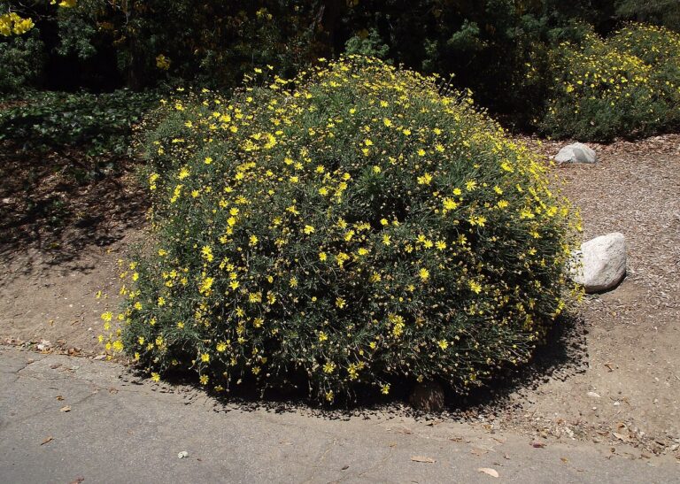 Euryops in vaso su terrazzo