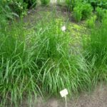 Festuca arundinacea