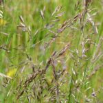 Festuca rubra