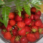 Fragola