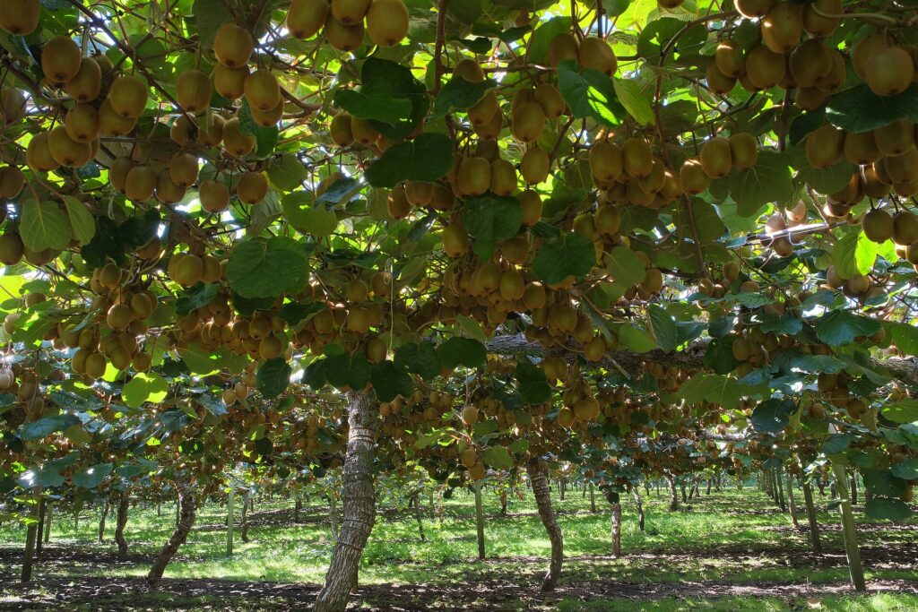 Impianto di kiwi a Caserta