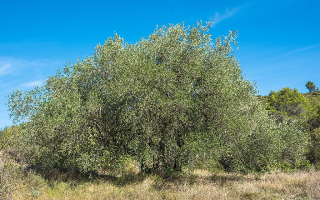 Sostituzione e rinnovo ulivi a Caserta