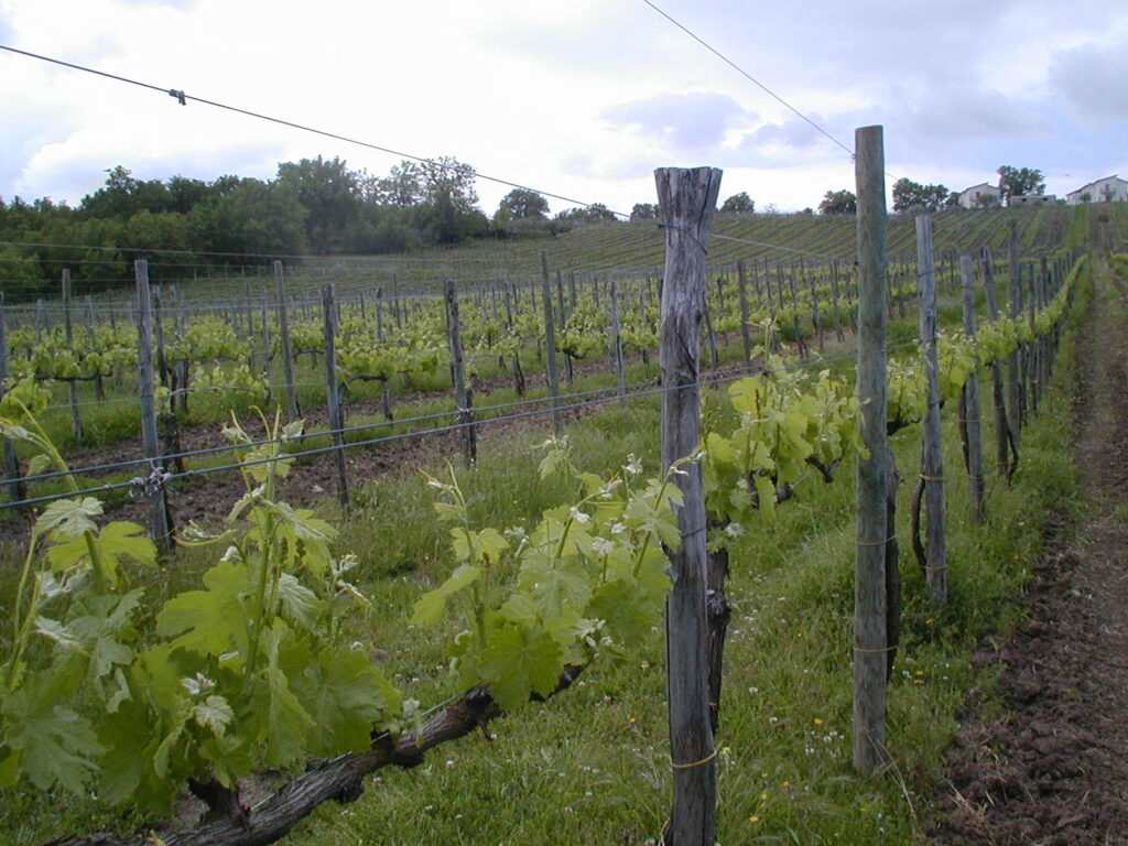 Impianto di vigneto