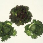 Lattuga e rucola