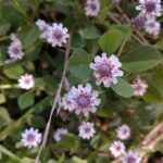 Lippia nodiflora