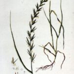 Loiessa (Lolium perenne)