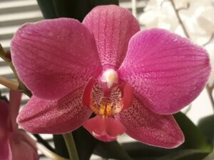 Orchidea