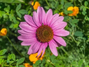 Fiori e fioriture – guida alla cura