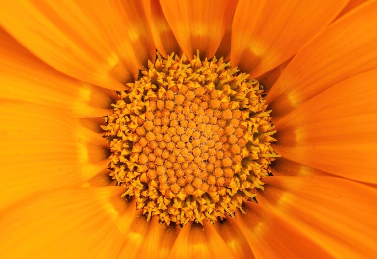 Gazania in vaso su terrazzo