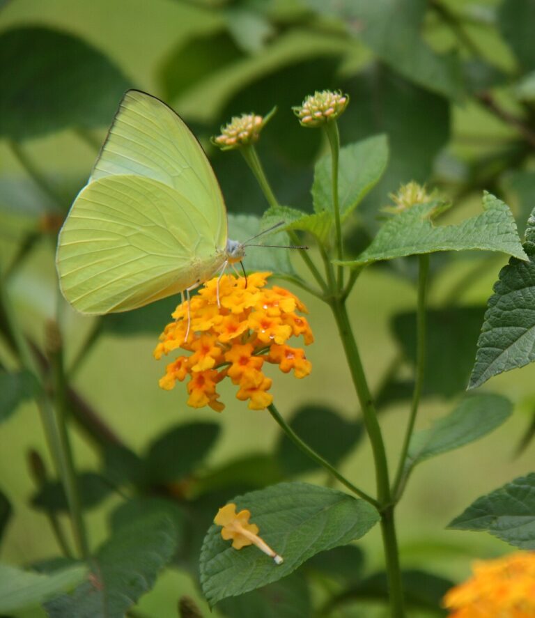 Lantana in vaso su terrazzo