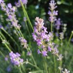 Lavanda, rosmarino, salvia