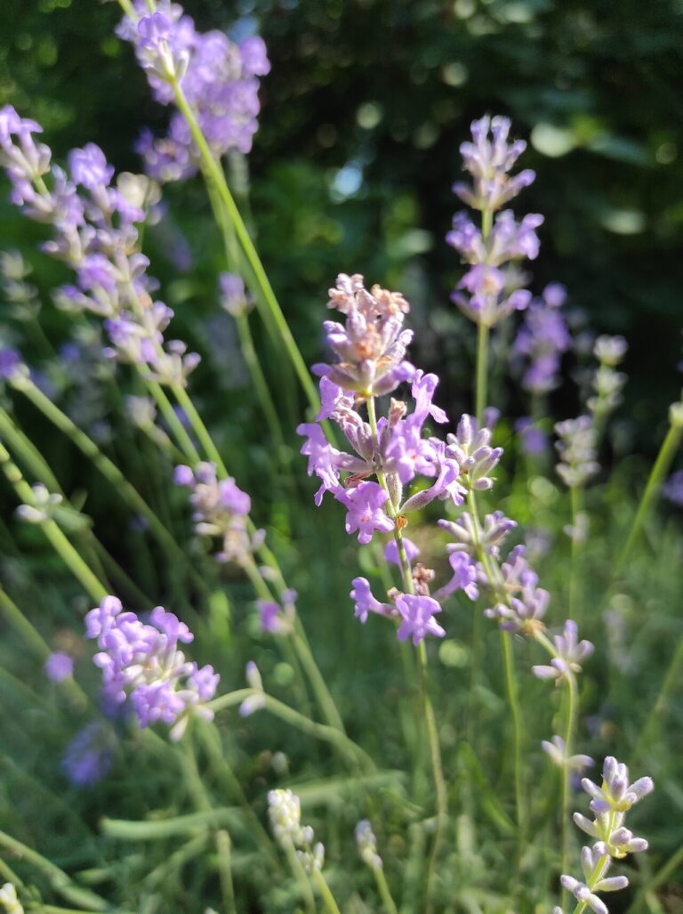 Lavanda in vaso su terrazzo