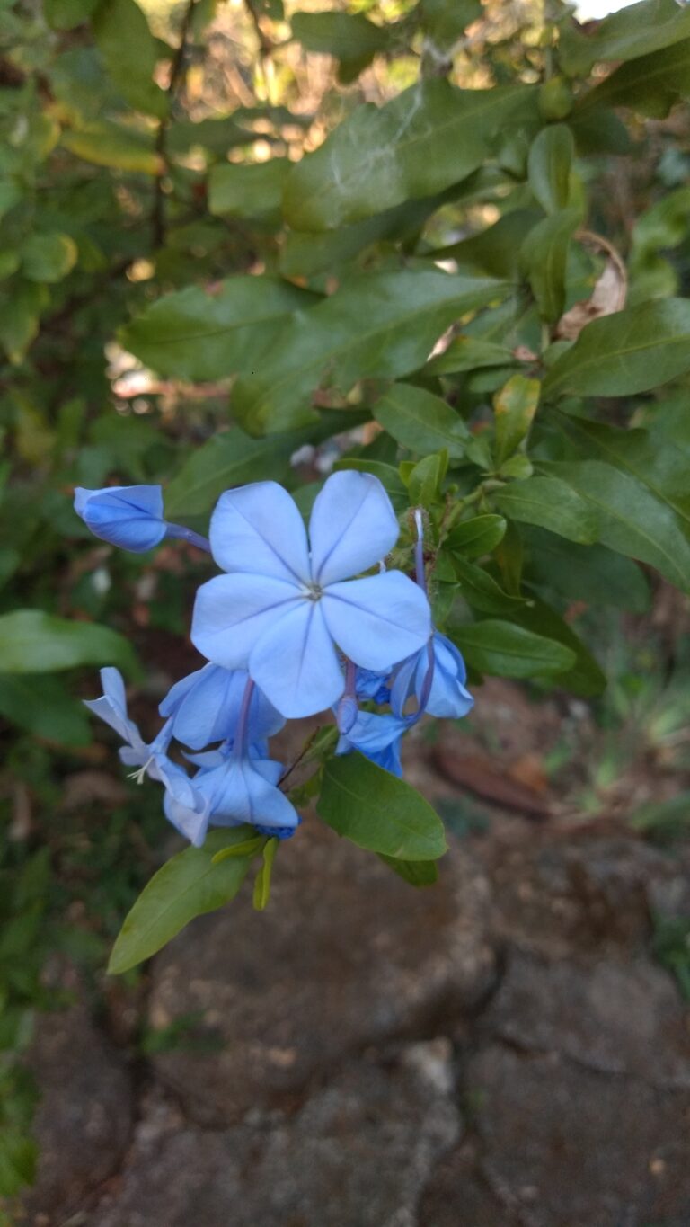 Plumbago in vaso su terrazzo