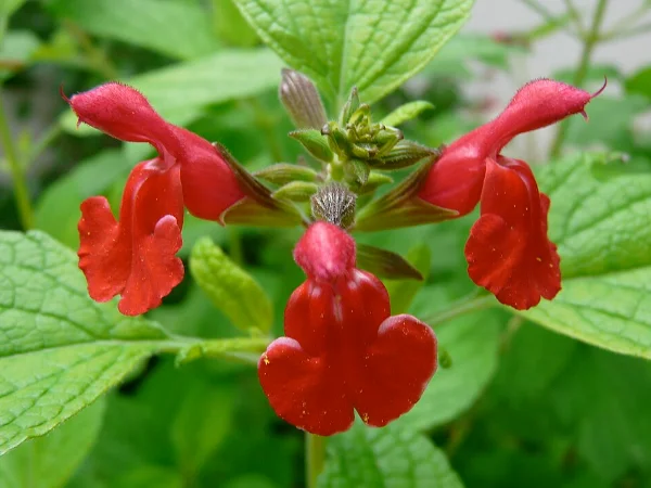 Salvia microphylla in fiore, perenne per aiuole