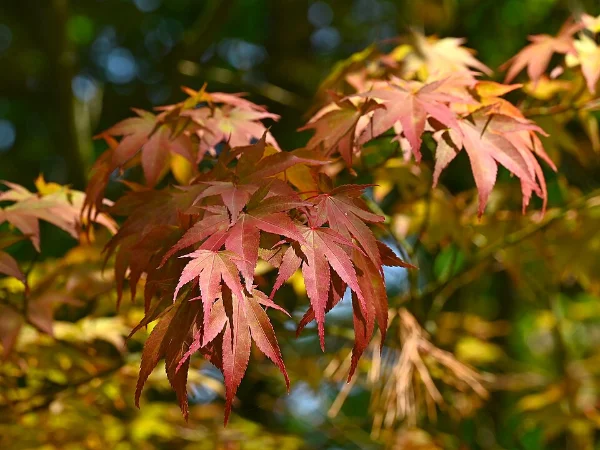 Acero giapponese o arbusto rosso – pianta per aiuola