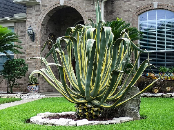 Agave americana o attenuata – pianta per aiuola