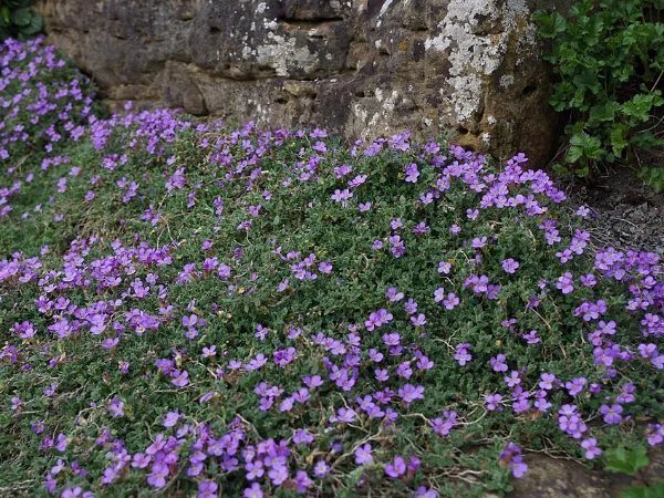 Iberis e aubrezia – pianta per aiuola
