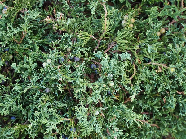 Ginepro strisciante – pianta per aiuola
