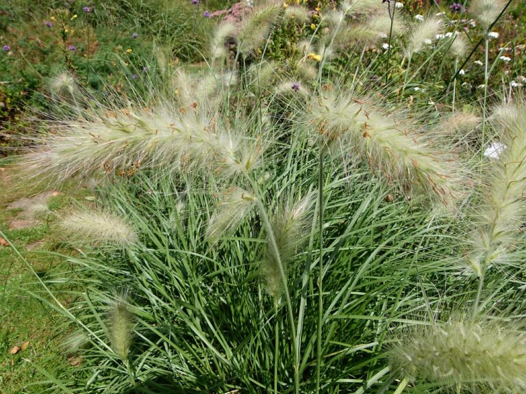 Pennisetum in vaso su terrazzo