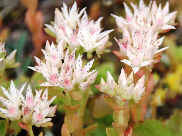 Sedum – pianta per aiuola