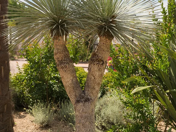 Yucca – pianta per aiuola