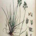 Poa pratensis