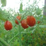 Pomodoro
