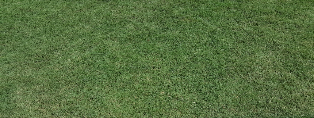Prato Bermuda grass varietà Tifway ben curato, verde e fitto