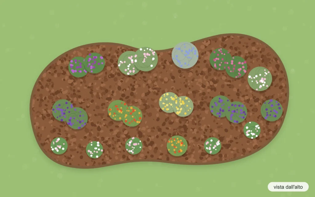 Schema d'impianto vista dall'alto: perenni sempre fiorite con verbena, gaura, perovskia, echinacea