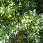 Siepi (lauroceraso, photinia, pitosforo)